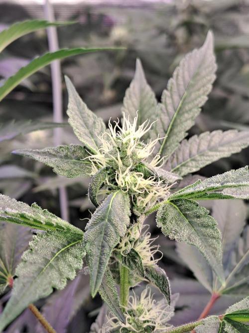 Grape Frappé. Week 14