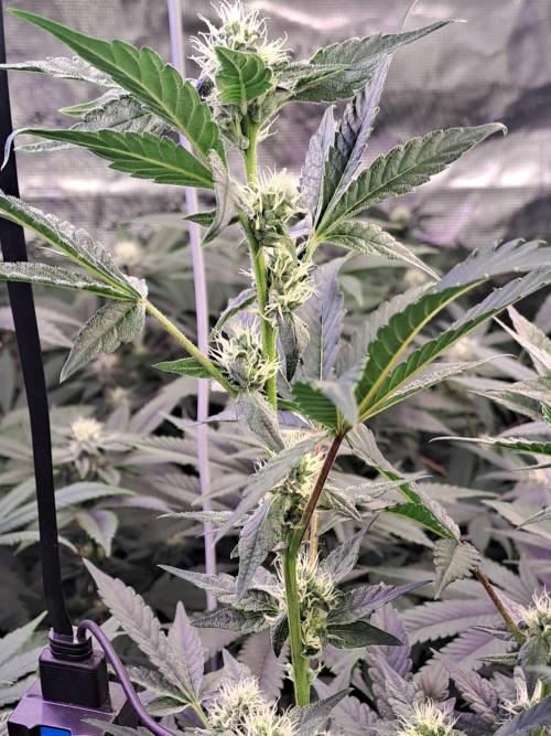 Grape Frappé. Week 14