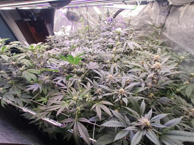 Grape Frappé. Week 14