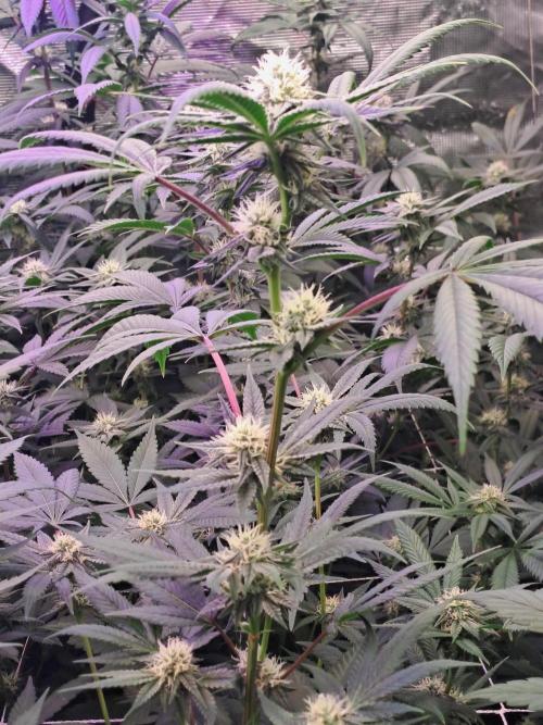 Grape Frappé. Week 14