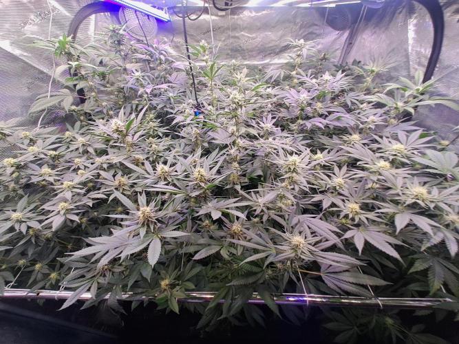 Tiger Paws/Velvet Cream. Week 14