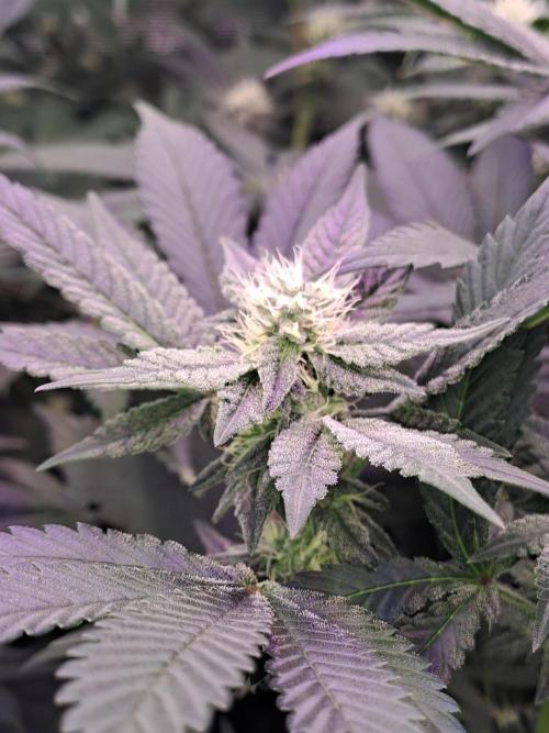 Tiger Paws/Velvet Cream. Week 14