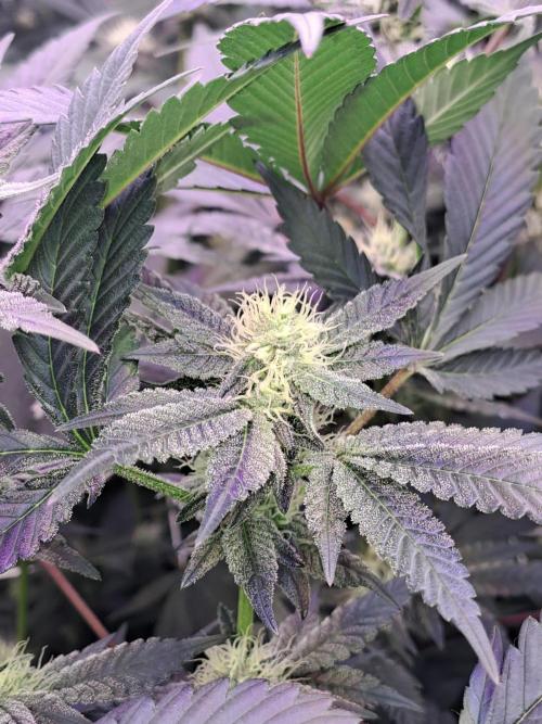 Tiger Paws/Velvet Cream. Week 14