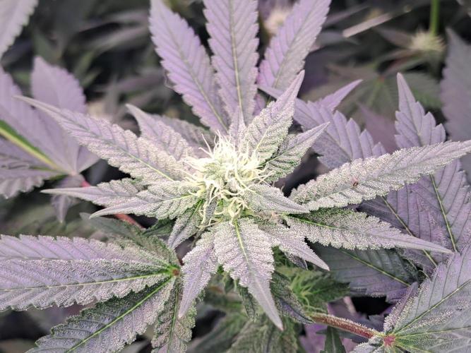 Tiger Paws/Velvet Cream. Week 14