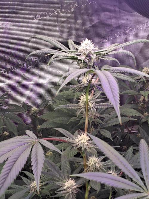 Tiger Paws/Velvet Cream. Week 14