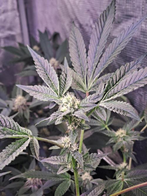 Tiger Paws/Velvet Cream. Week 14