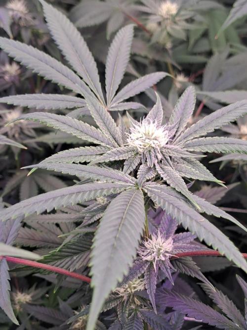 Tiger Paws/Velvet Cream. Week 14