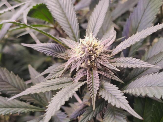 Tiger Paws/Velvet Cream. Week 14