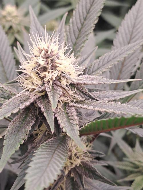 Tiger Paws/Velvet Cream. Week 14