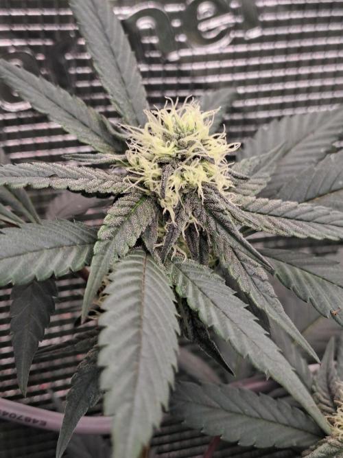 Tiger Paws/Velvet Cream. Week 14