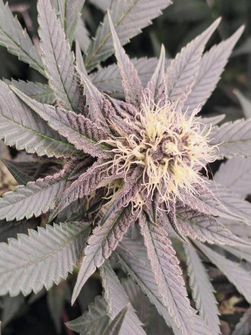 Tiger Paws/Velvet Cream. Week 14