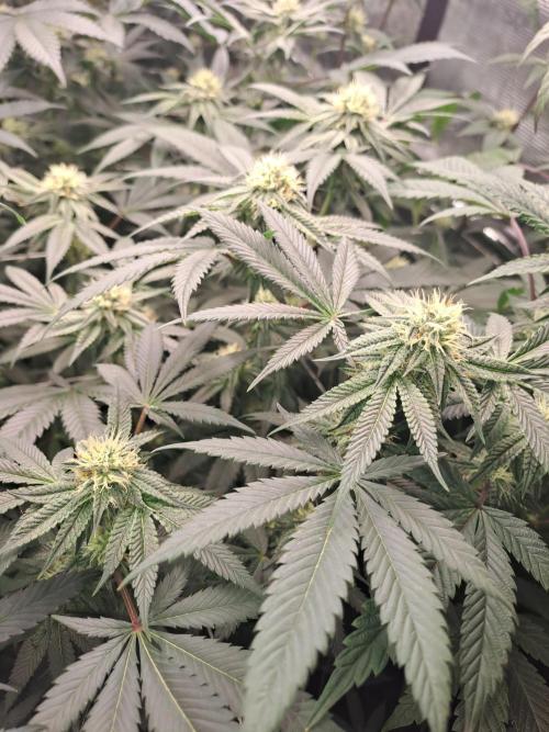 Tiger Paws/Velvet Cream. Week 14 - 31/01