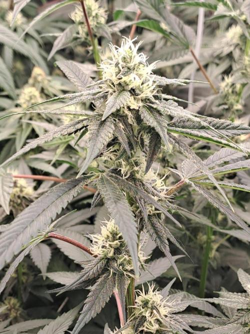 Tiger Paws/Velvet Cream. Week 14 - 31/01