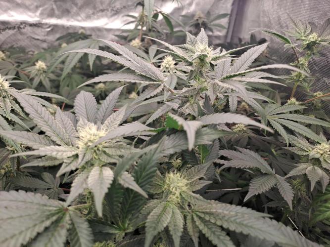 Tiger Paws/Velvet Cream. Week 14 - 31/01