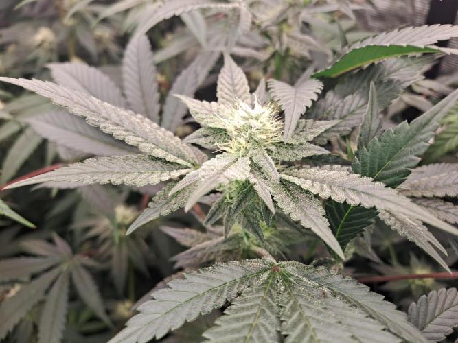 Tiger Paws/Velvet Cream. Week 14 - 31/01