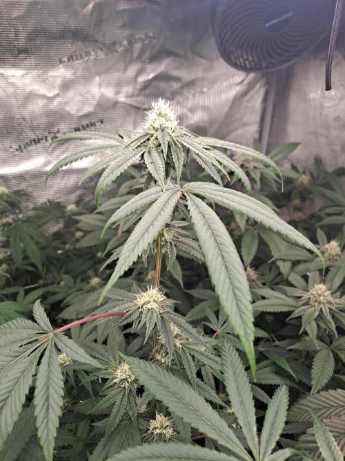 Tiger Paws/Velvet Cream. Week 14 - 31/01