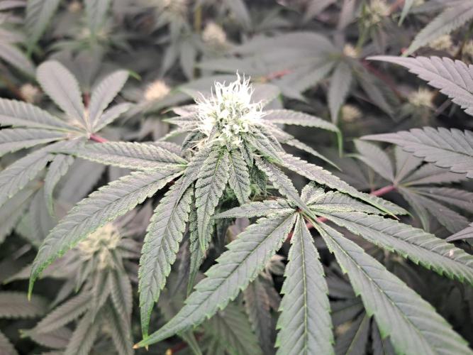 Tiger Paws/Velvet Cream. Week 14 - 31/01