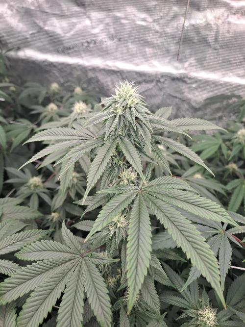 Tiger Paws/Velvet Cream. Week 14 - 31/01