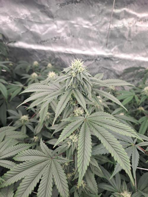 Tiger Paws/Velvet Cream. Week 14 - 31/0131/01