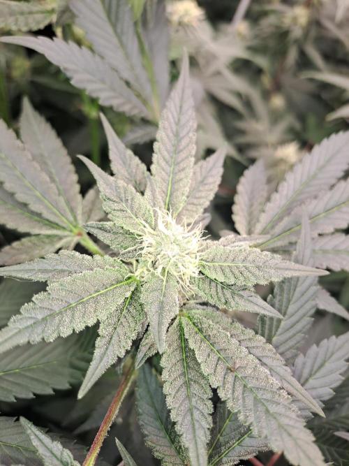 Tiger Paws/Velvet Cream. Week 14 - 31/01