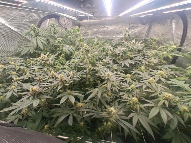 Tiger Paws/Velvet Cream. Week 14 - 31/01