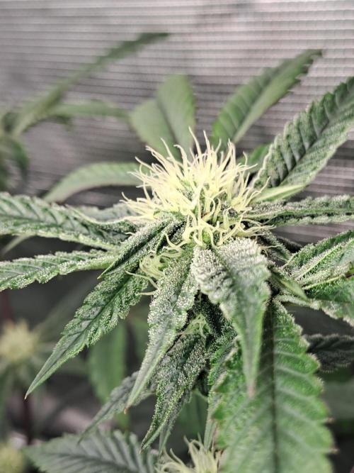 Grape Frappé. Week 14 - 31/01