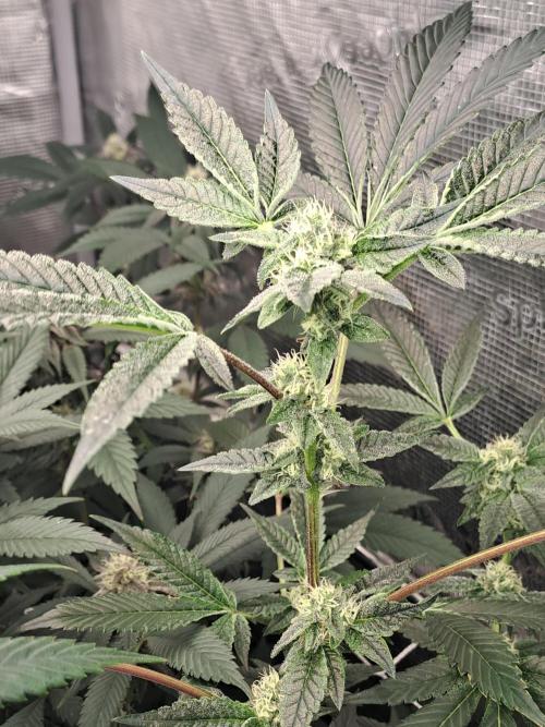 Grape Frappé. Week 14 - 31/01