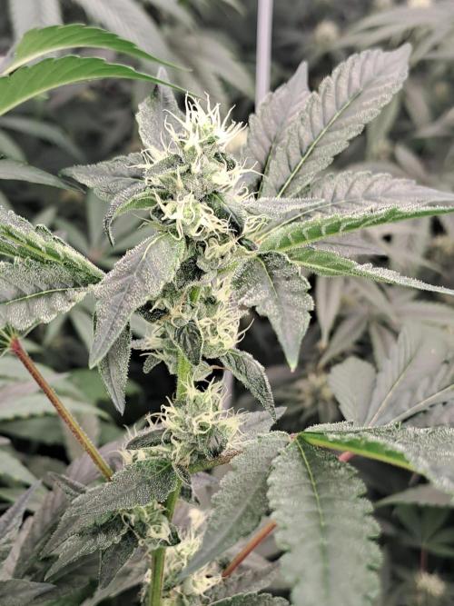 Grape Frappé. Week 14 - 31/01