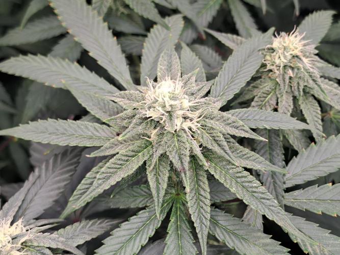 Grape Frappé. Week 14 - 31/01