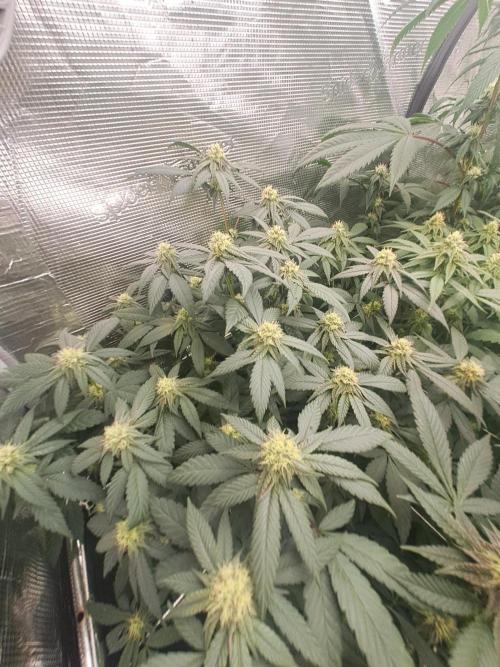 Grape Frappé. Week 14 - 31/01