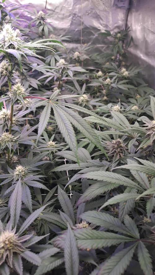 Tiger Paws/Velvet Cream