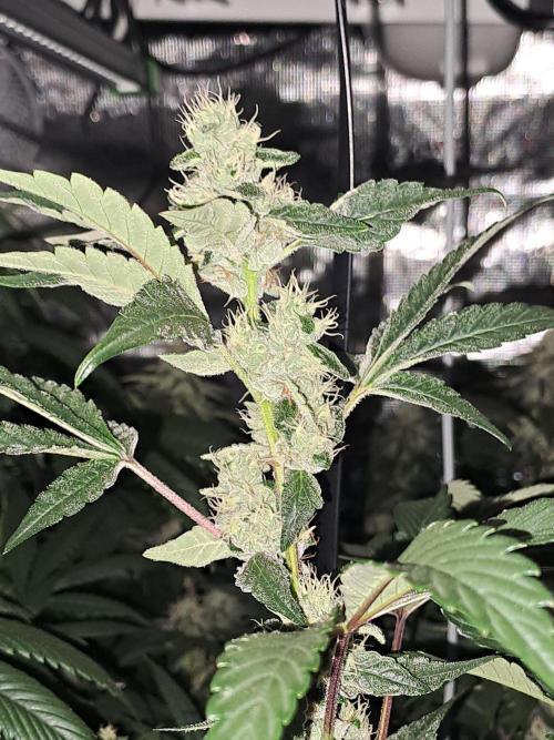 Grape Frappé. Week 15