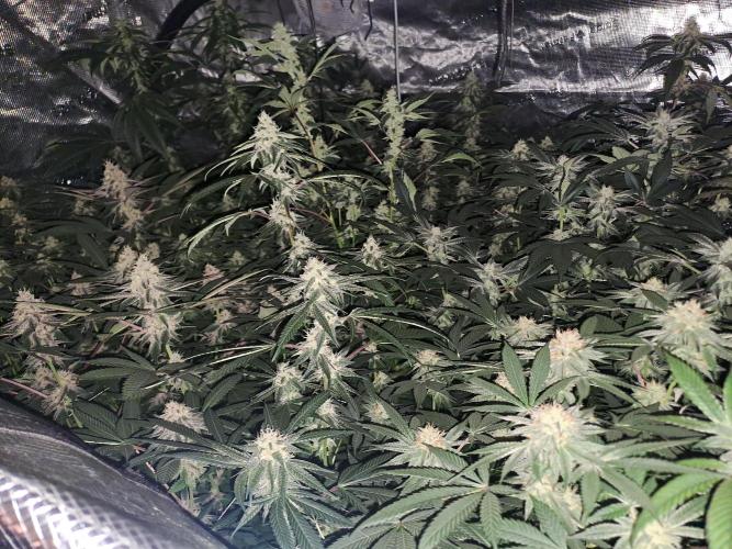 Grape Frappé. Week 15