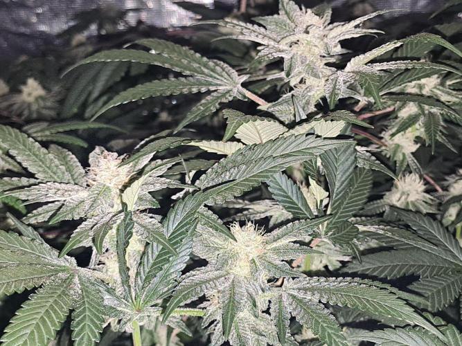 Tiger Paws/Velvet Cream. Week 15 - 39 eme jours depuis le passage en 12/12