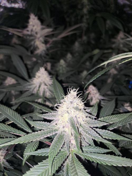 Tiger Paws/Velvet Cream. Week 15