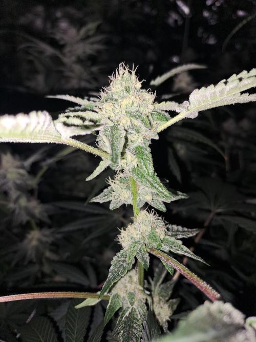 Tiger Paws/Velvet Cream. Week 15