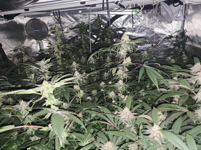 Tiger Paws/Velvet Cream. Week 15