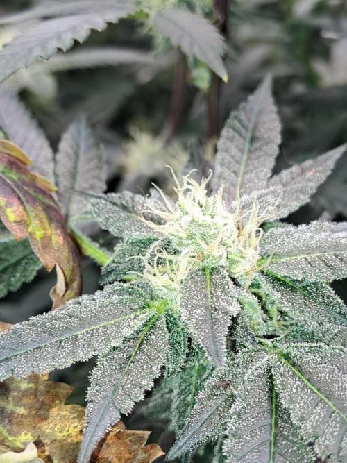 Tiger Paws/Velvet Cream. Week 15 - 07/02