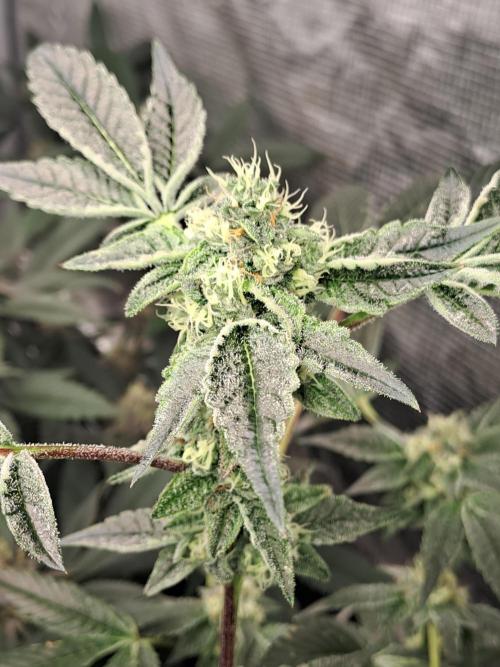 Tiger Paws/Velvet Cream. Week 15 - 07/02