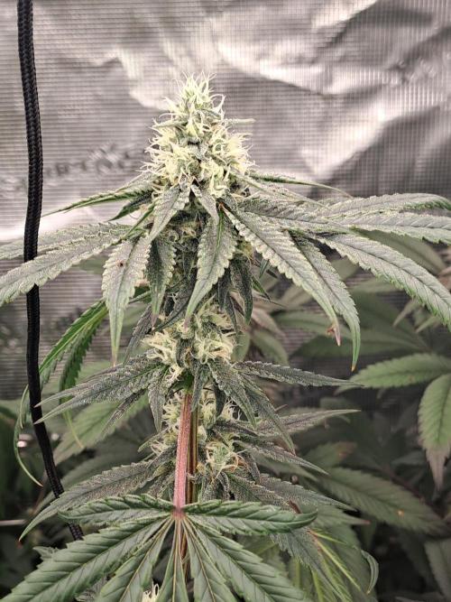 Tiger Paws/Velvet Cream. Week 15 - 07/02