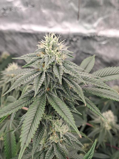 Tiger Paws/Velvet Cream. Week 15 - 07/02