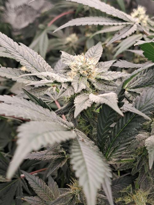 Tiger Paws/Velvet Cream. Week 15 - 07/02