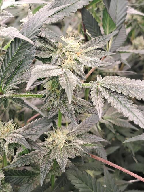 Tiger Paws/Velvet Cream. Week 15 - 07/02