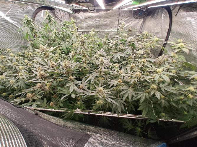 Grape Frappé. Week 15 - 07/02