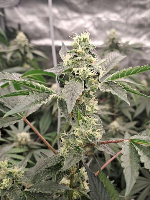 Grape Frappé. Week 15 - 07/02