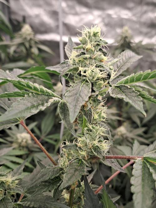 Grape Frappé. Week 15 - 07/02