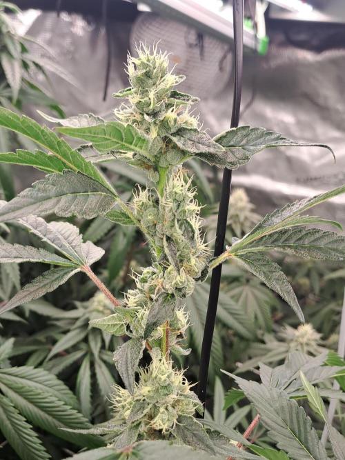 Grape Frappé. Week 15 - 07/02