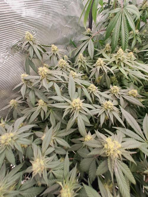 Grape Frappé. Week 15 - 07/02