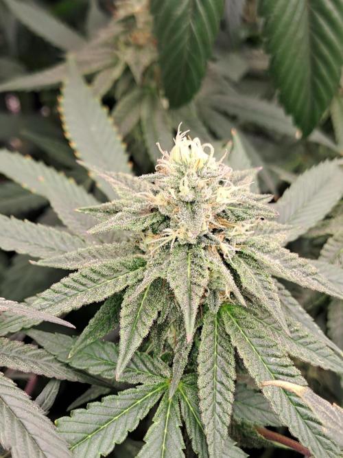 Grape Frappé. Week 15 - 07/02