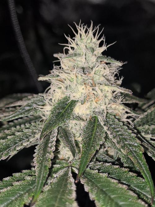 Tiger Paws/Velvet Cream. Week 16 - 09/02